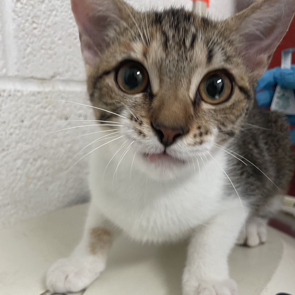 LILY - Domestic Shorthair available for adoption