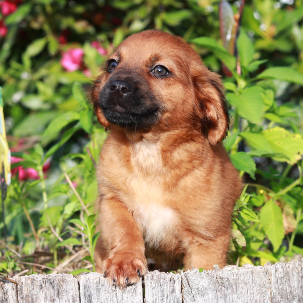 CT Remy avail Jun 13 (Four Town Craft Fair- Somers, CT)