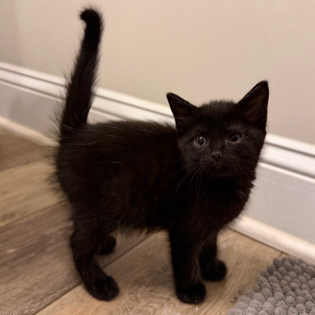 LINCOLN - Domestic Shorthair available for adoption