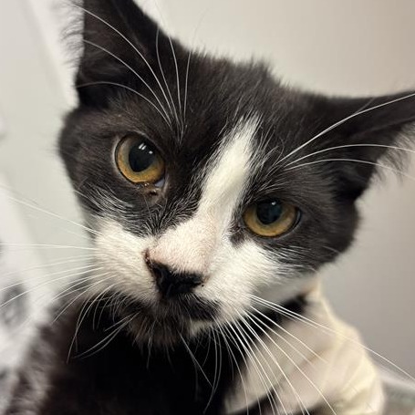DOODLE - Domestic Shorthair available for adoption