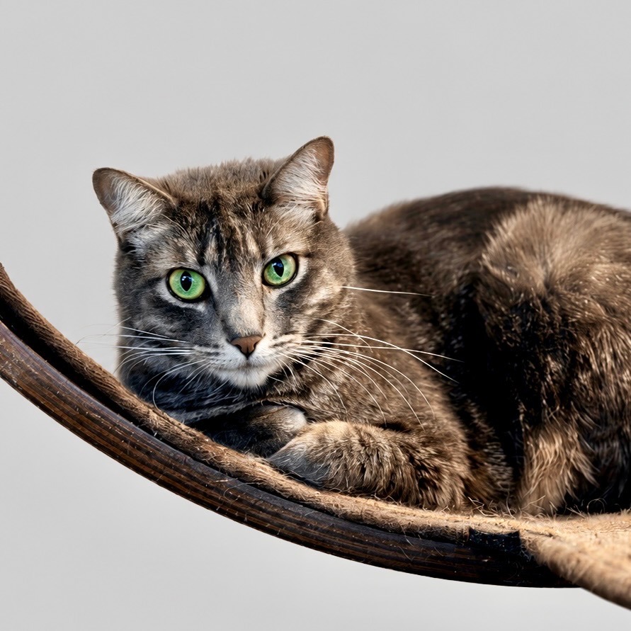 SHMI - Domestic Shorthair for adoption in Henderson