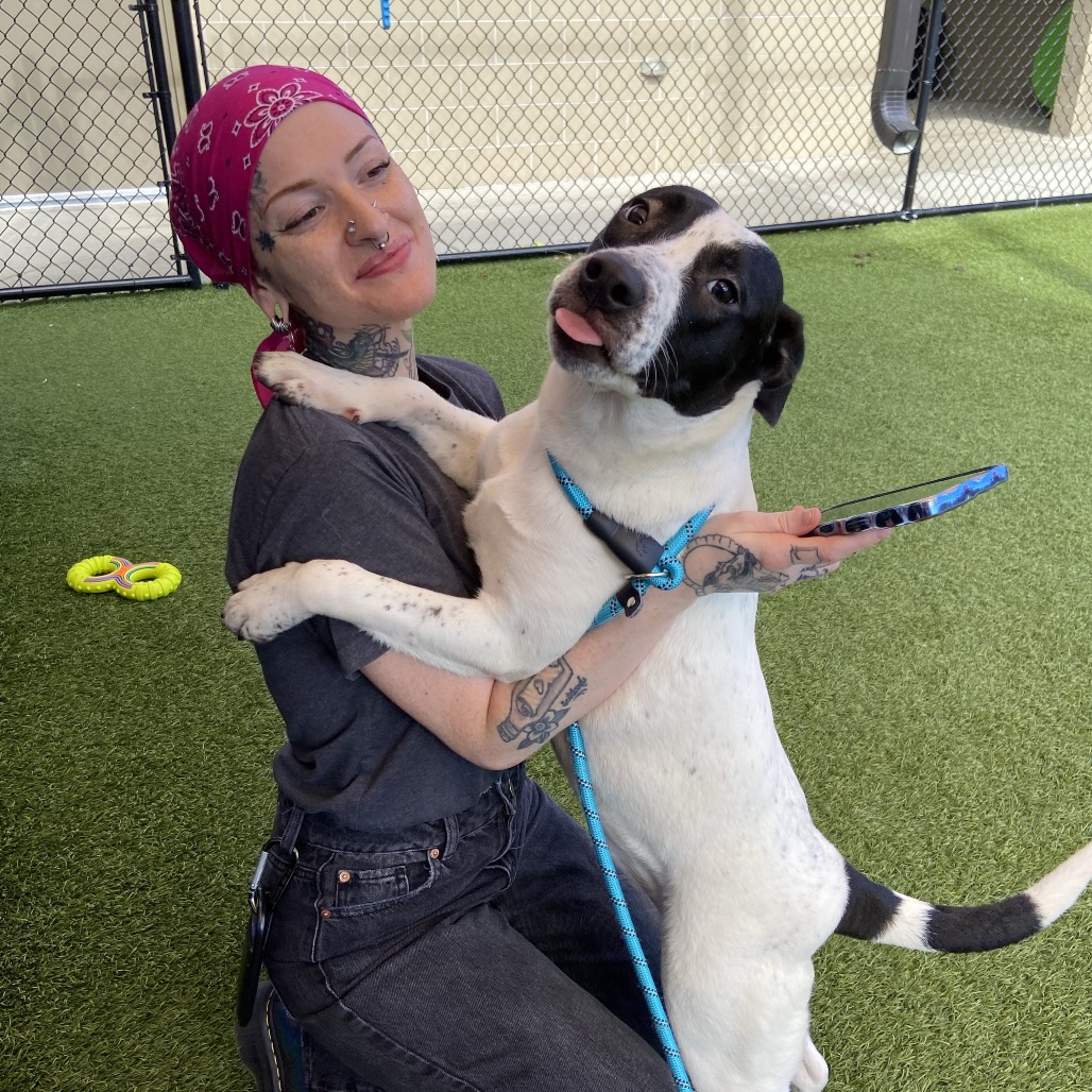 GEMMA - Mixed Breed (Medium) available for adoption