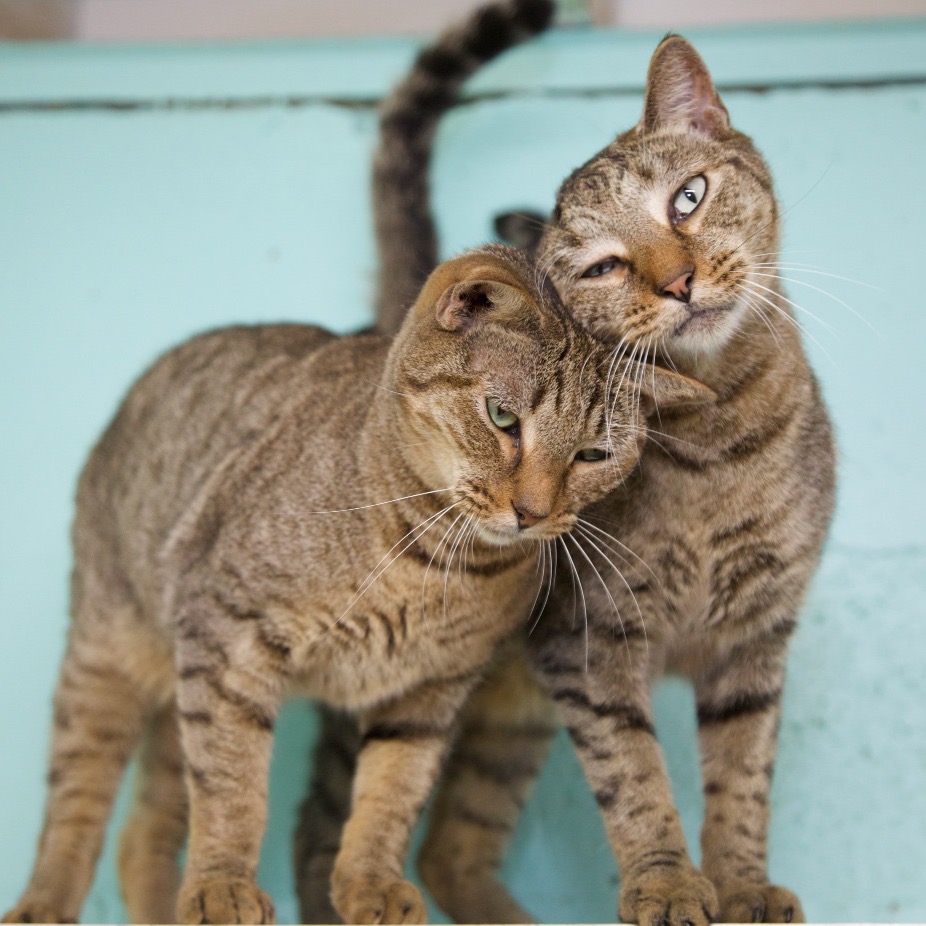 Close-up photo of Beau