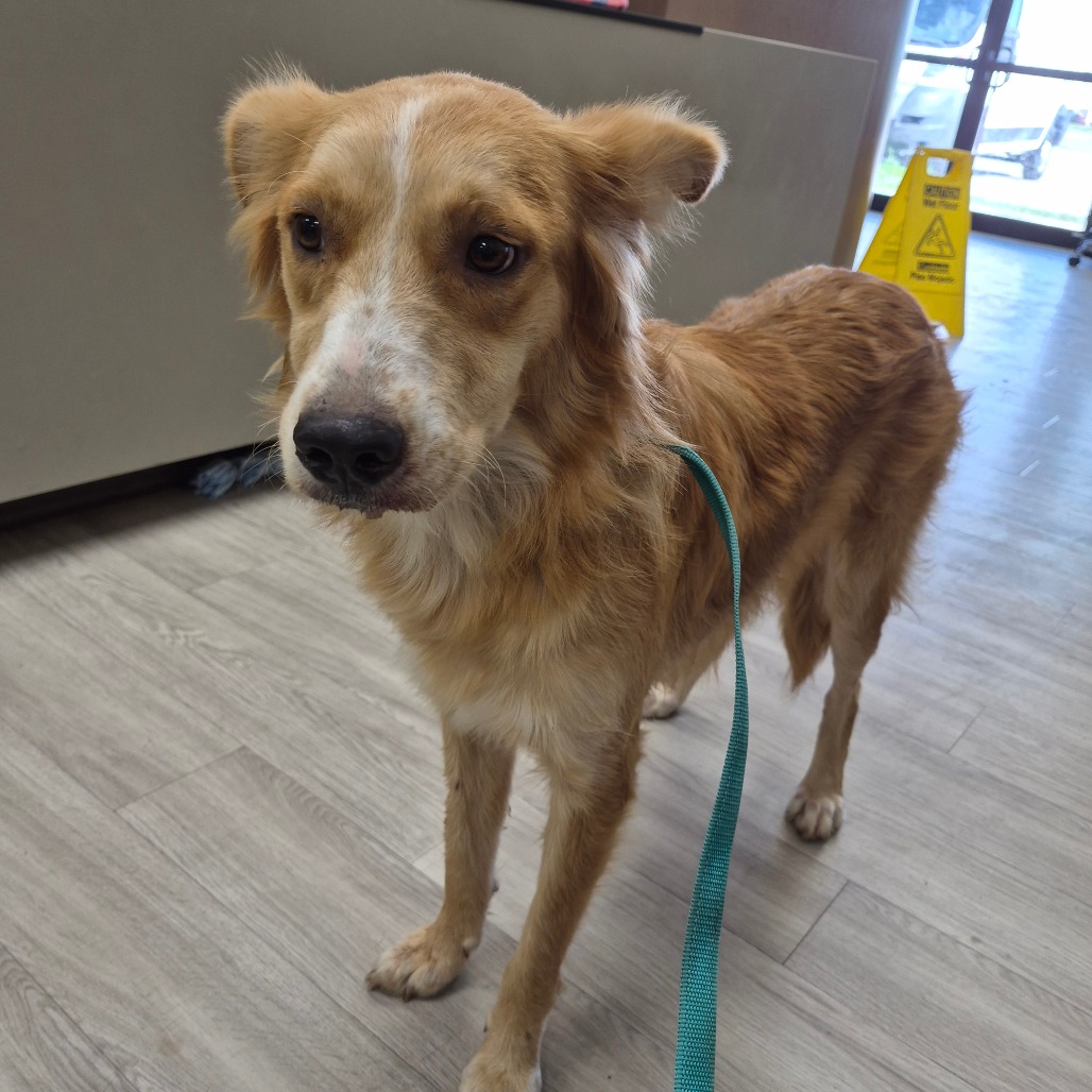 CARDI B - Retriever, Golden / Collie available for adoption