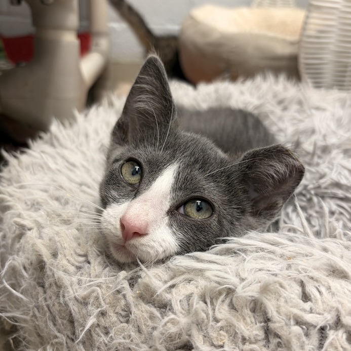 POLLY - Domestic Shorthair available for adoption