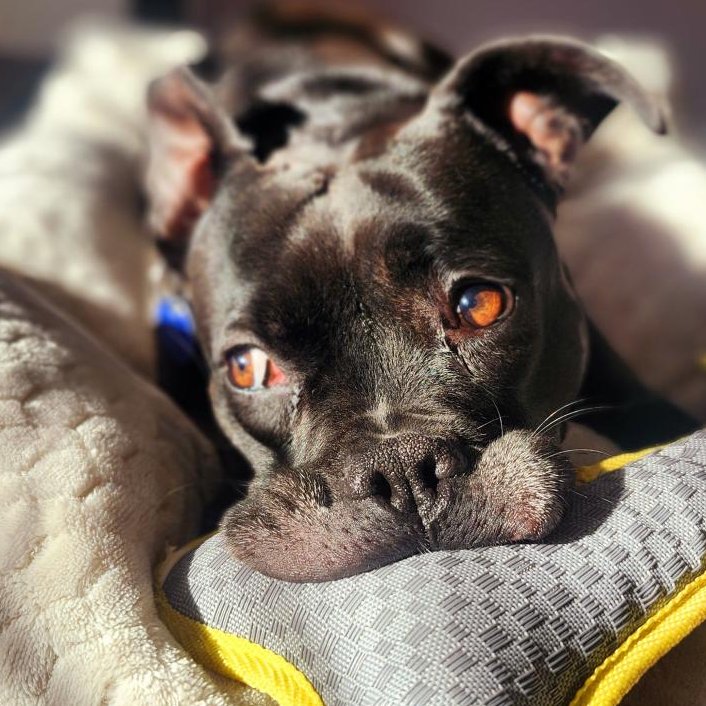Squirrely (I have a Secret Crush!), adoptable senior dog