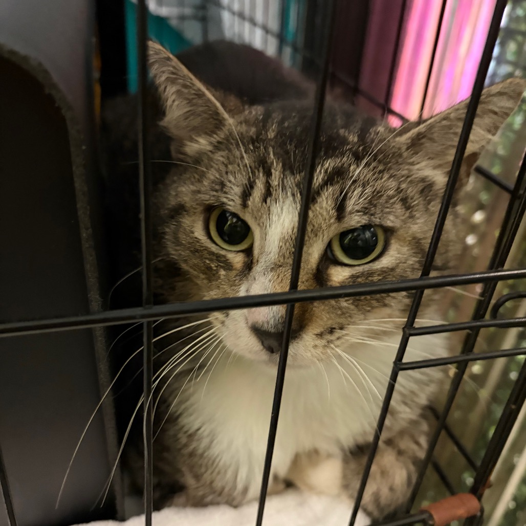 Cracken, an adoptable cat at SPCA-BC