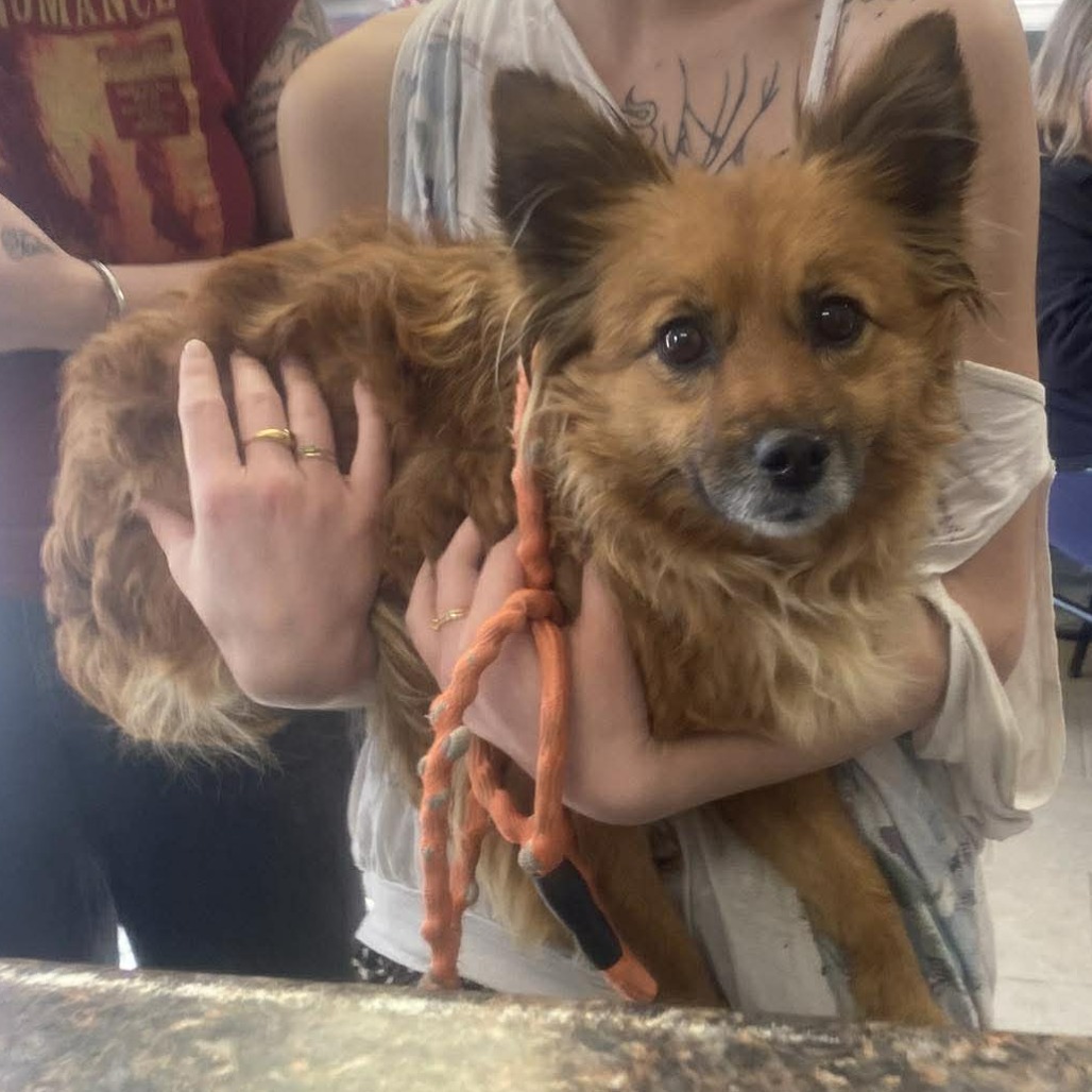 Ember Stray Hold 3/15