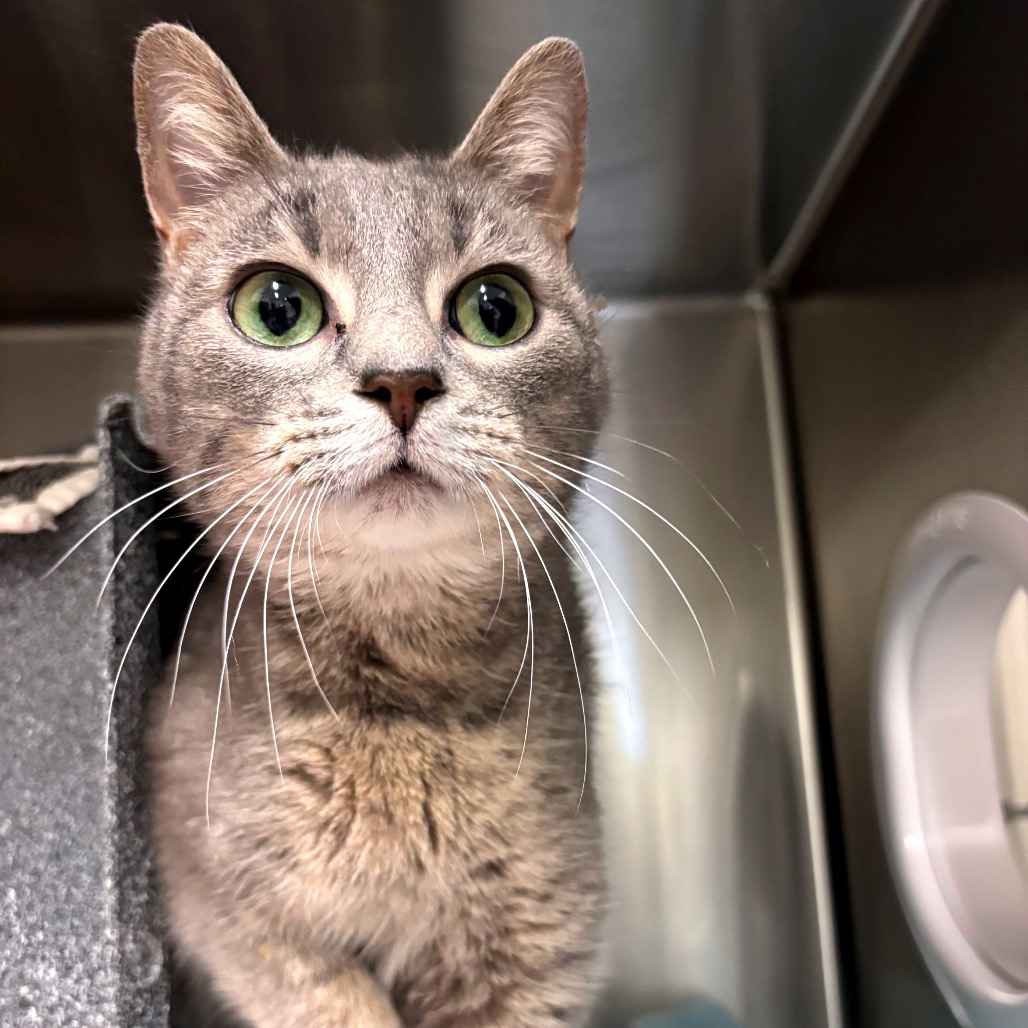 Dylan — thumbnail 3