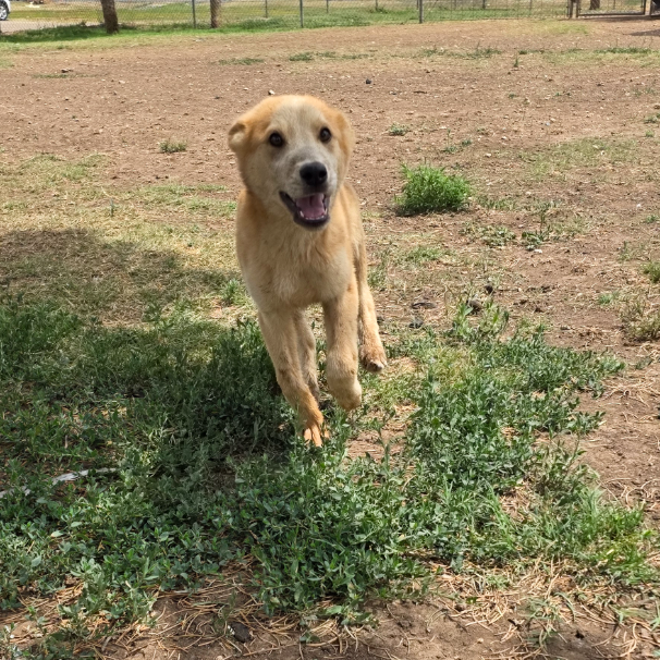 Carl, adopted