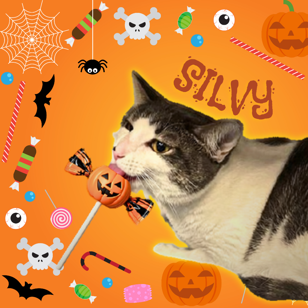 SILVY - Domestic Shorthair / Unknown for adoption in Mesa