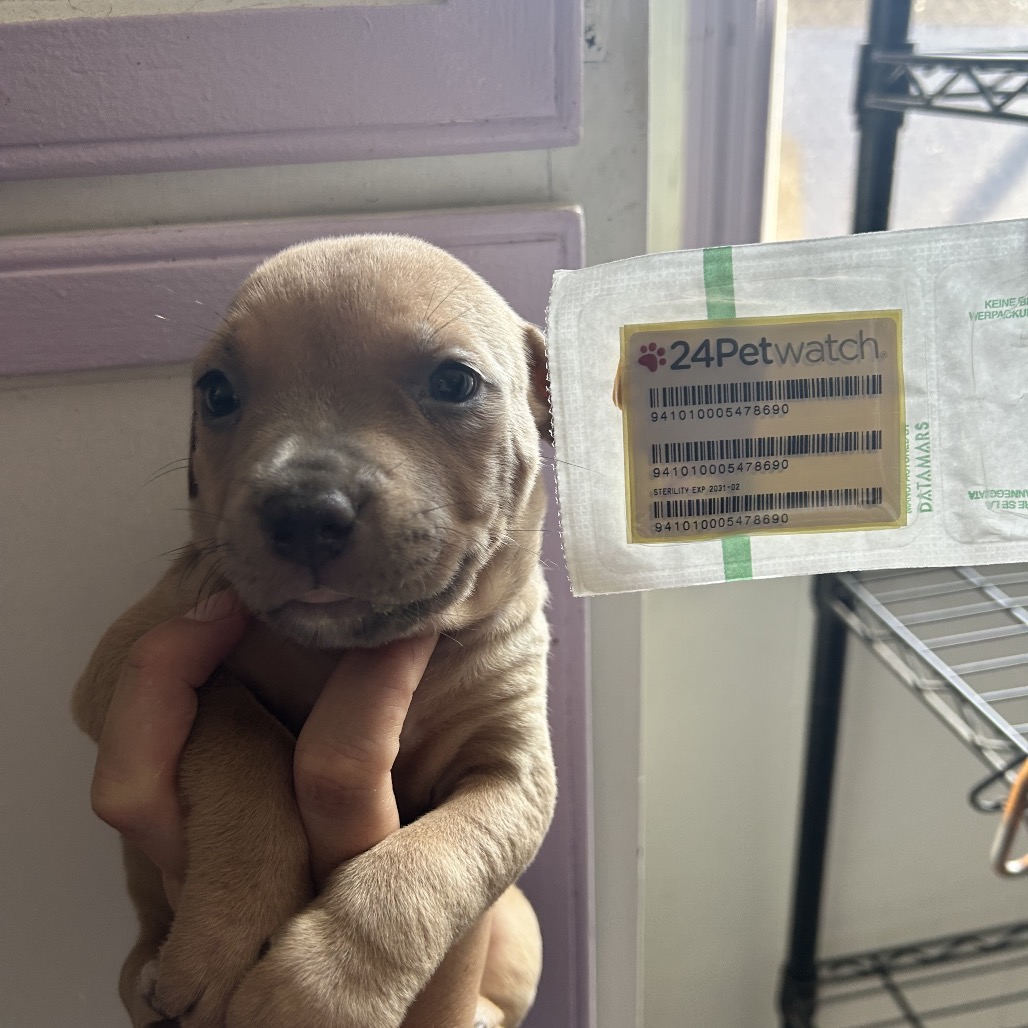Pit Bull