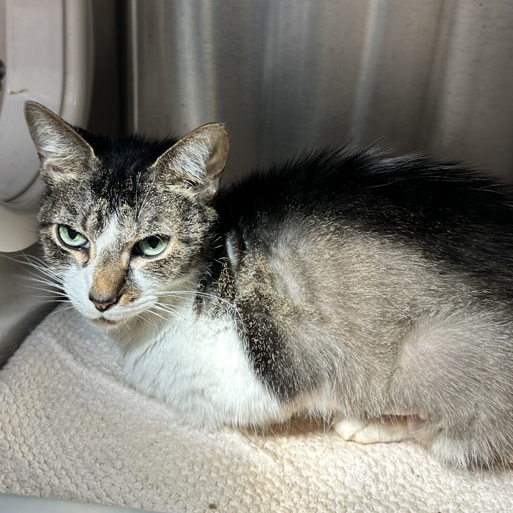 HARPER - Domestic Shorthair available for adoption