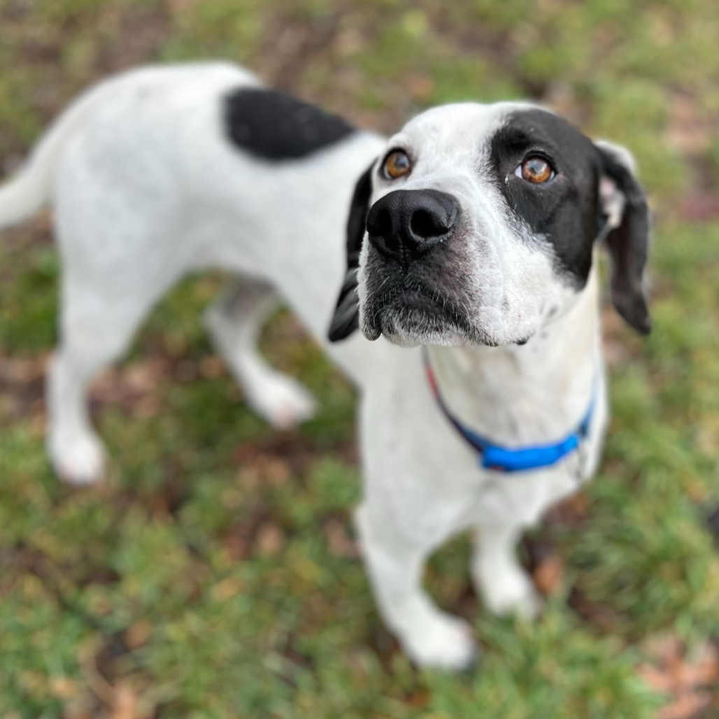 Domino — thumbnail 3