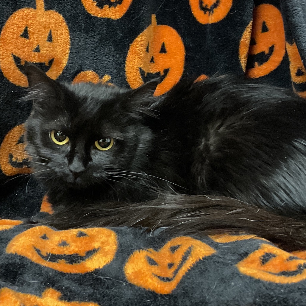 HOCUS - Domestic Medium Hair available for adoption