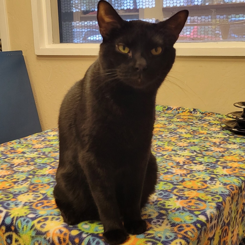 Bond: Male 15 Domestic Shorthair