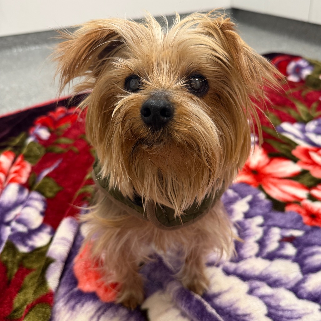 Billy — thumbnail 4