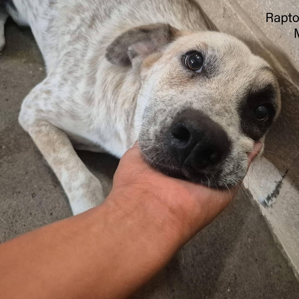 RAPTOR - Cattle Dog / Australian (Red Heeler) available for adoption