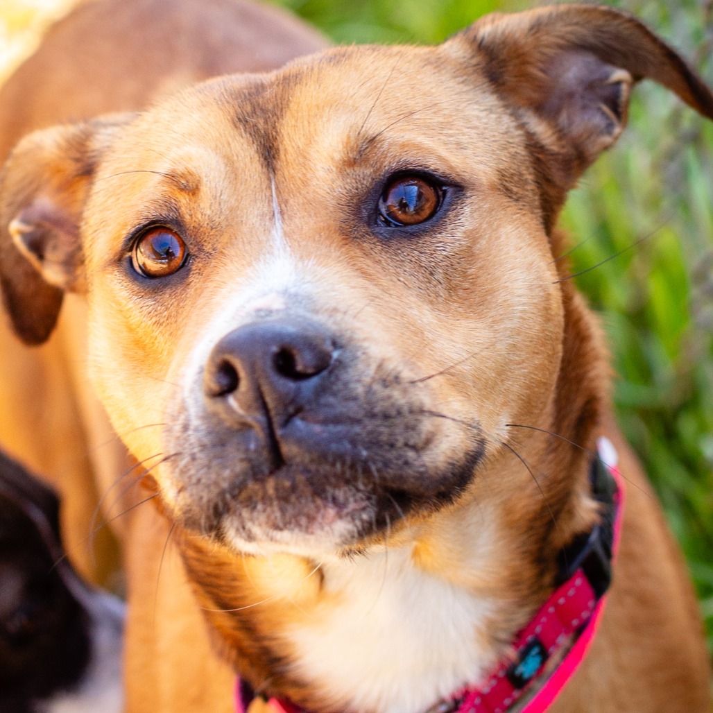BUTTERMILK BISCUIT - Terrier, American Staffordshire / Mix for adoption in Hattiesburg