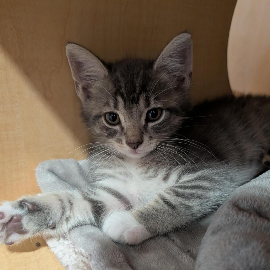 GARBAGE DISPOSAL - Domestic Shorthair available for adoption
