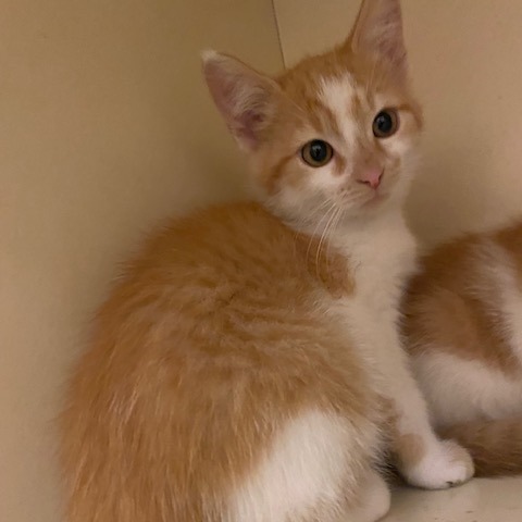 LITTLE FOOT - Domestic Shorthair available for adoption