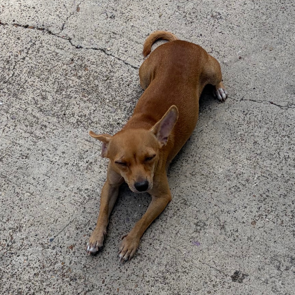 MELINA - Chihuahua available for adoption