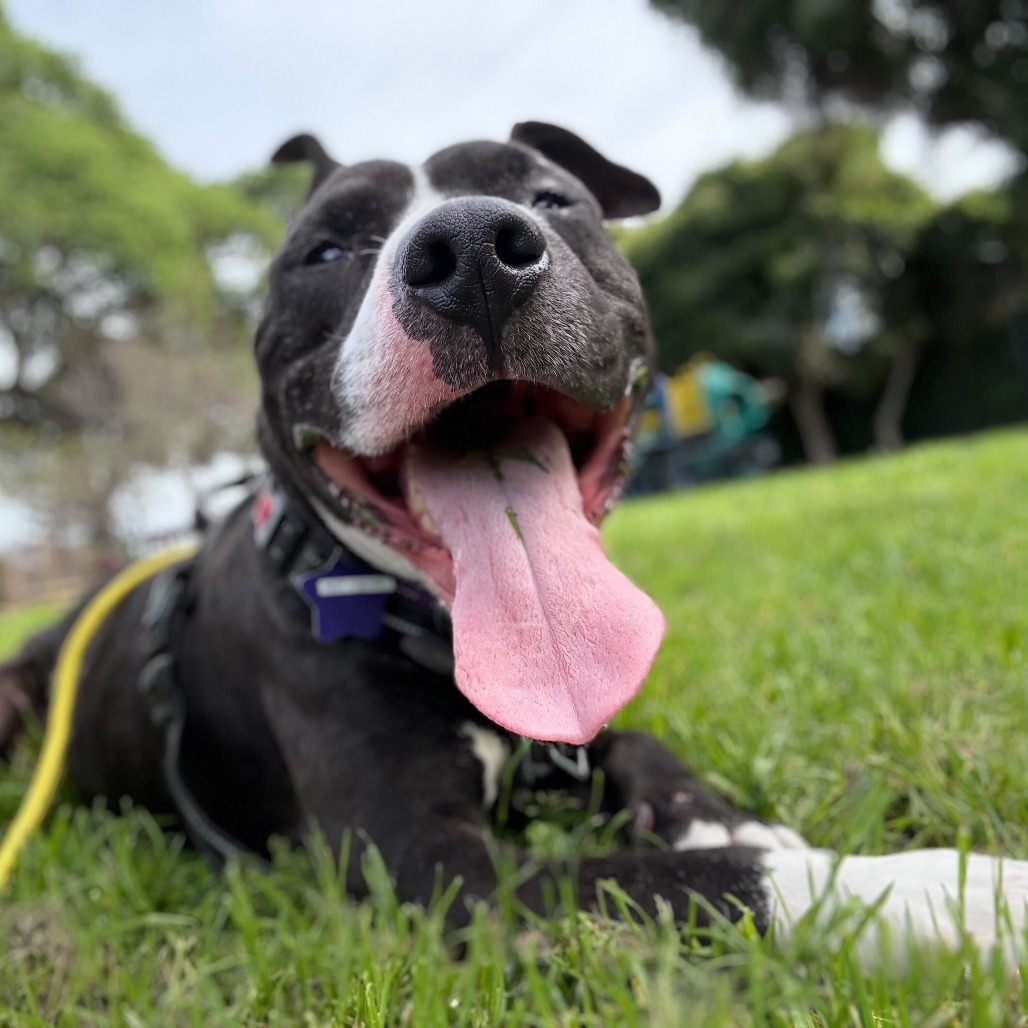 Hot Cocoa — thumbnail 5