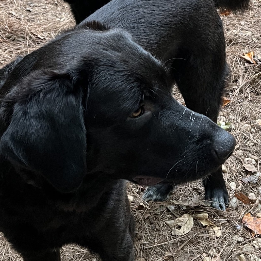 ALPHARETTA - Andy, photo 5