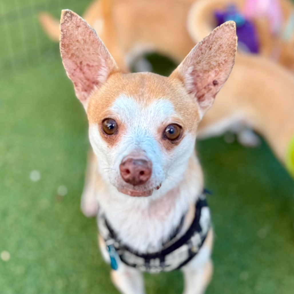 Another portrait of Fieto