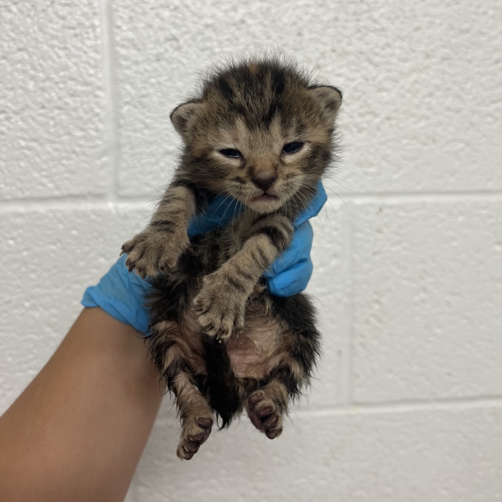 DOLLY - Domestic Shorthair available for adoption