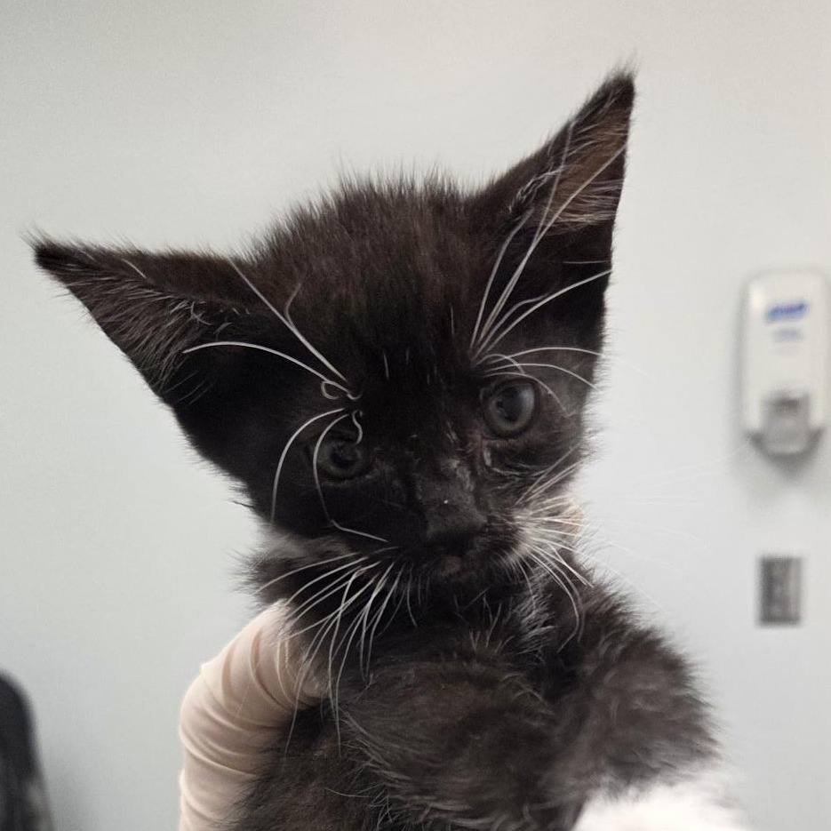 DOLCE & GABBANA - Domestic Shorthair available for adoption