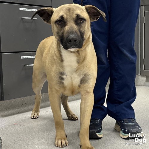 PRINCETON - Shepherd / Mix available for adoption