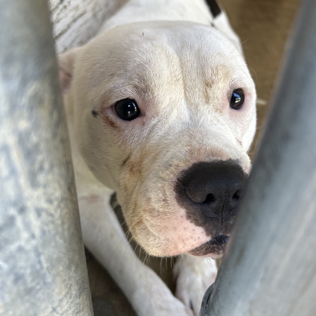 ROYAL - Bulldog / Terrier, Pit Bull for adoption in Chattanooga