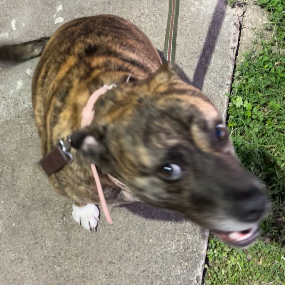 WILLOW - Terrier, American Pit Bull / Mix available for adoption