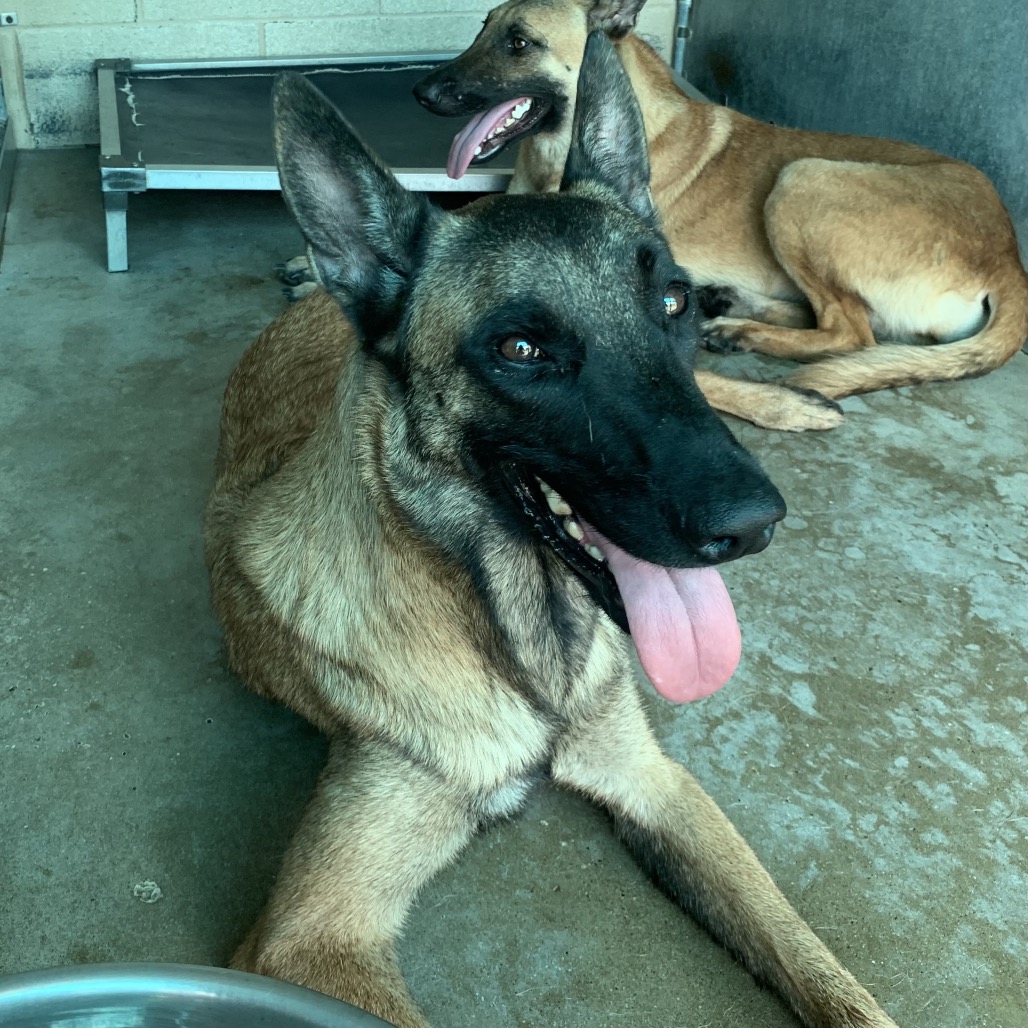 DONNA - Malinois / Belgian available for adoption