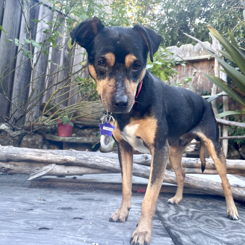 Stanley — thumbnail 5