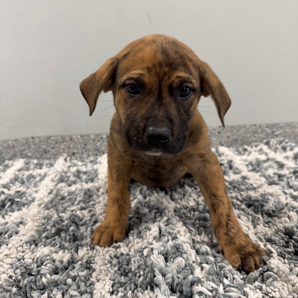 LENNY - Terrier / Mix for adoption in Dayton