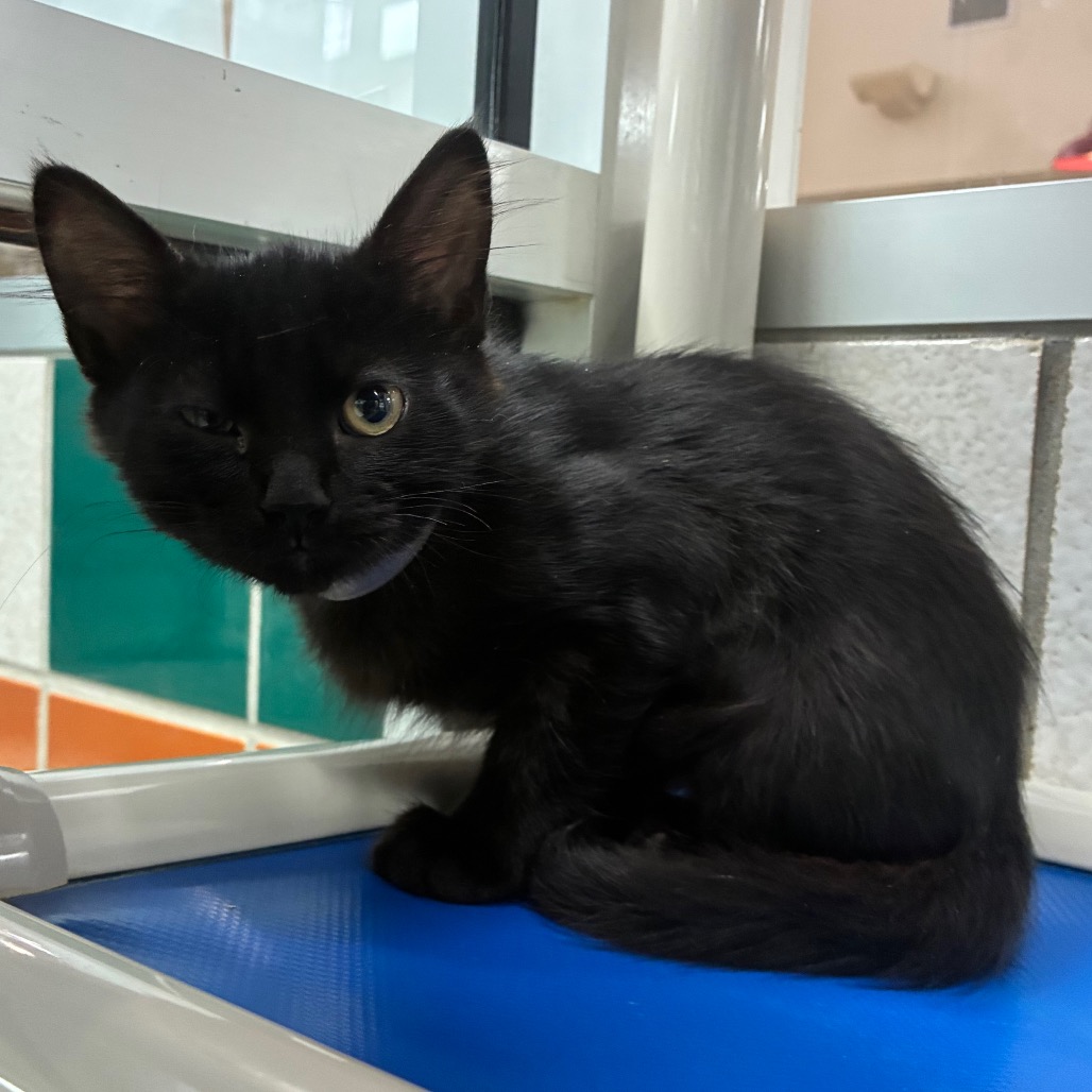 BAGHEERA - Domestic Shorthair available for adoption