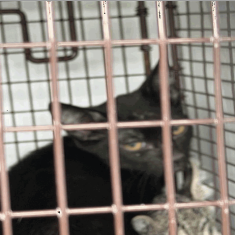661521 - Domestic Medium Hair available for adoption