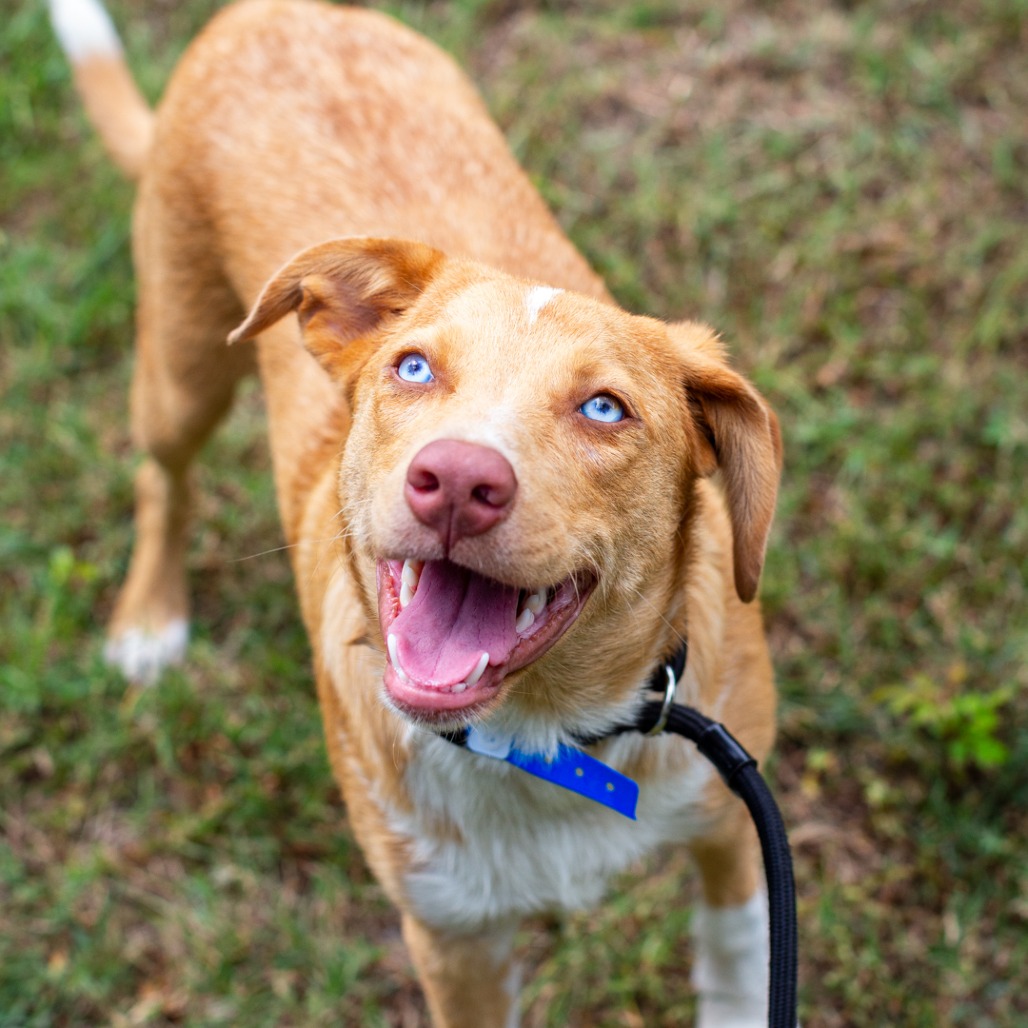 CRADLEY BOOPER - Shepherd, Australian / Collie available for adoption