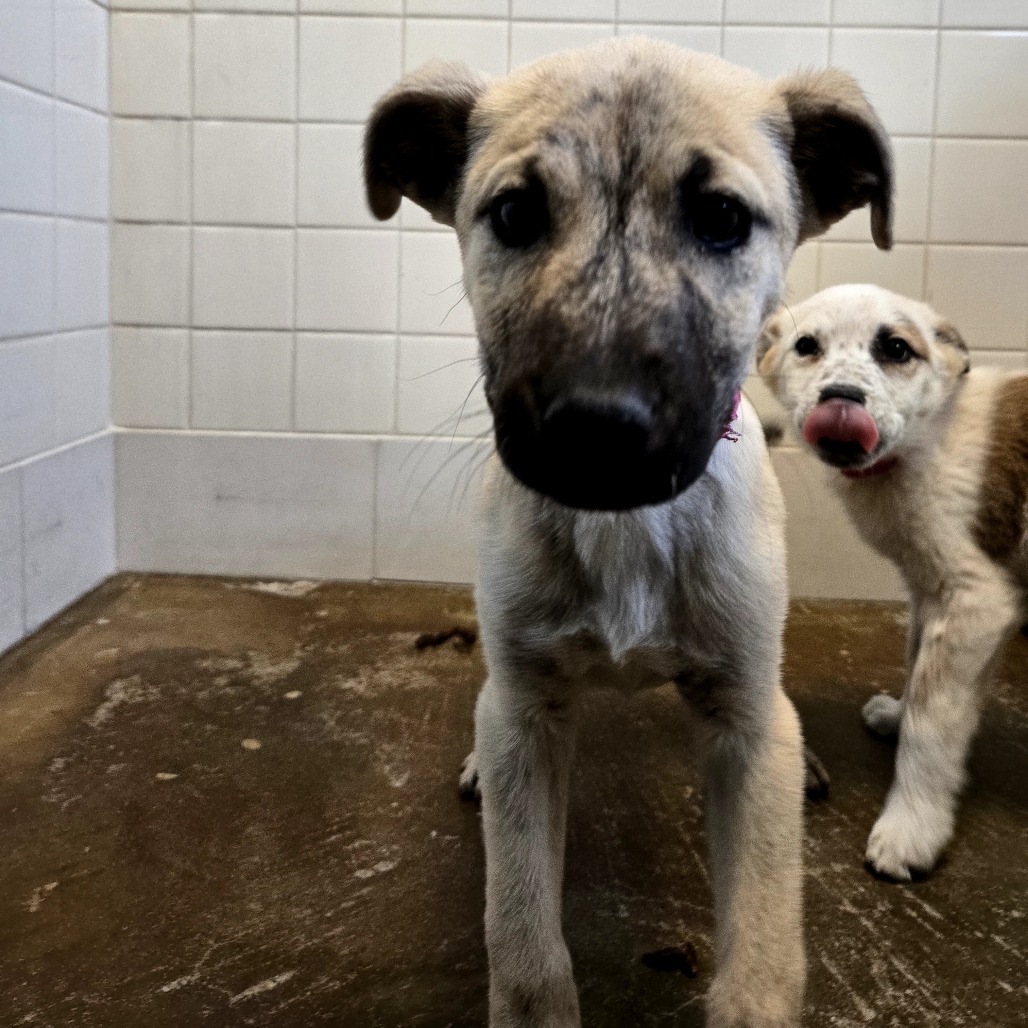 Cri-Kee — thumbnail 4