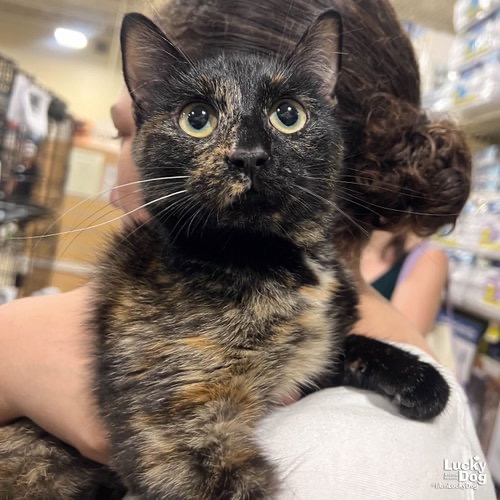 RAIN - Domestic Shorthair available for adoption