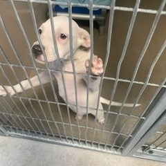 Kennel#27's preview photo