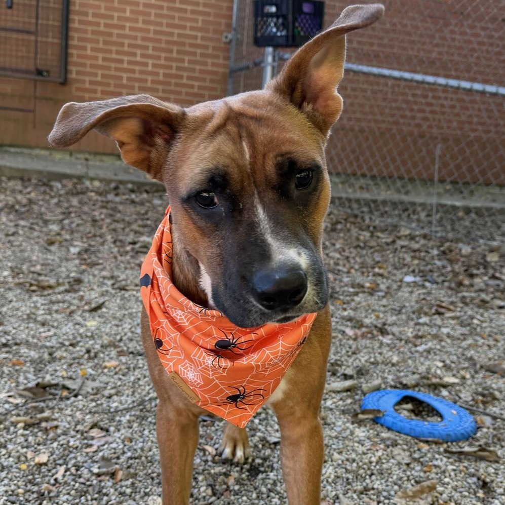 Hercules, photo 4