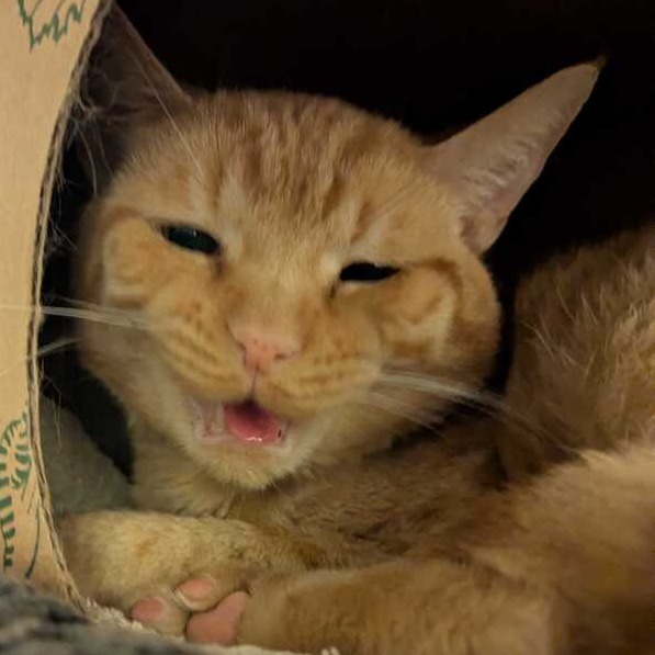 CRABAPPLE - Domestic Shorthair available for adoption