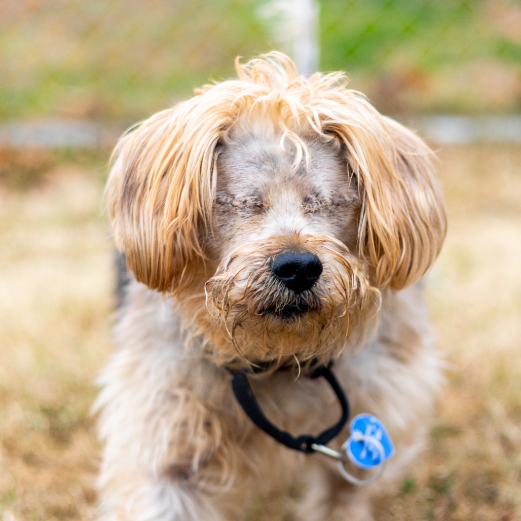 Bear, additional photo
