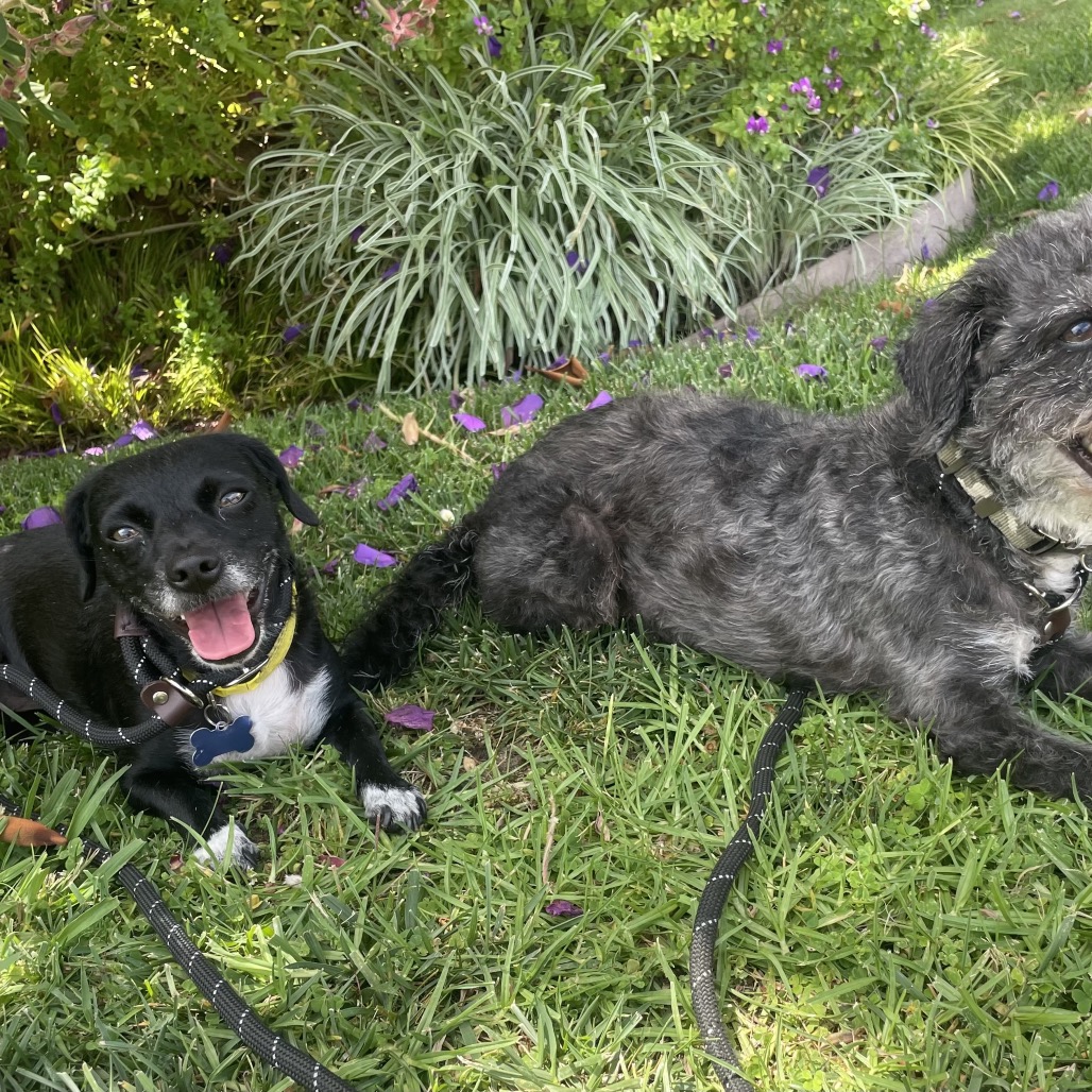 Star (bonded with Twinkle) - Costa Mesa Location, photo 26