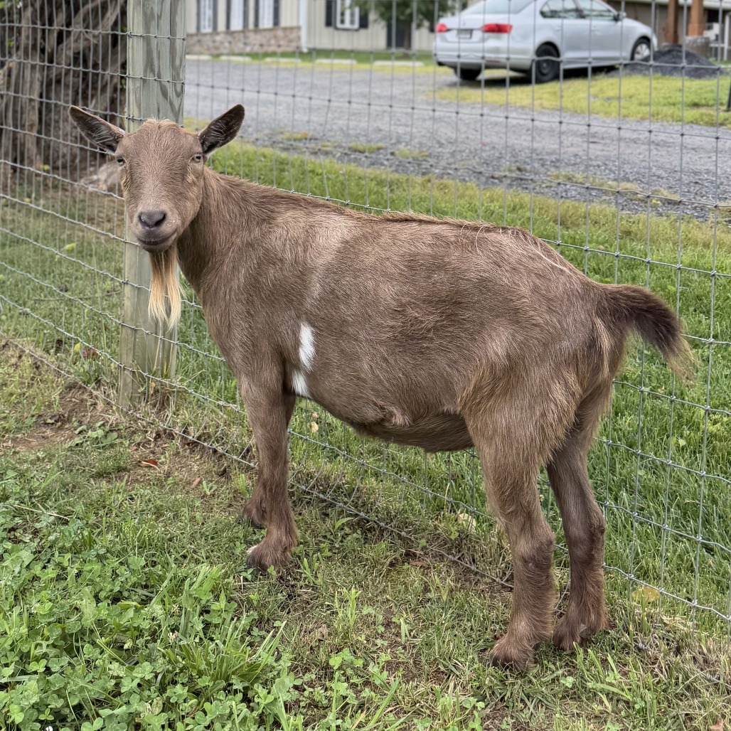 MAXIMUS - Nigerian Dwarf available for adoption