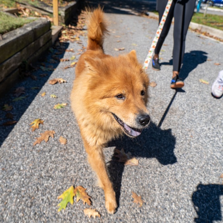 CODENAME: ROXY - Chow Chow / Mix available for adoption