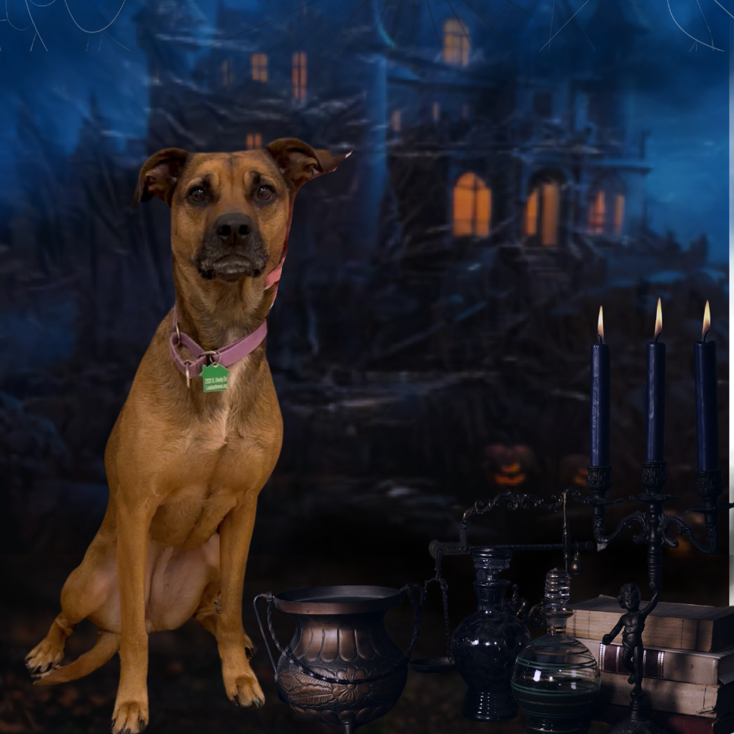 OSTARA - Black Mouth Cur / Mixed Breed (Large) available for adoption